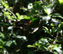 Vanessa tameamea