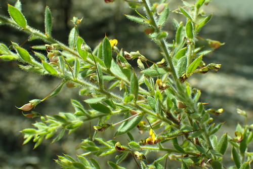 Daviesia filipes, 2025-09-14
