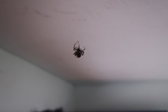 Araneae