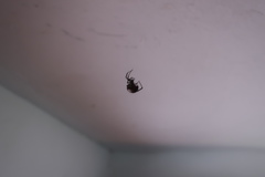 Araneae