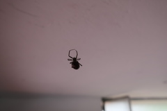 Araneae