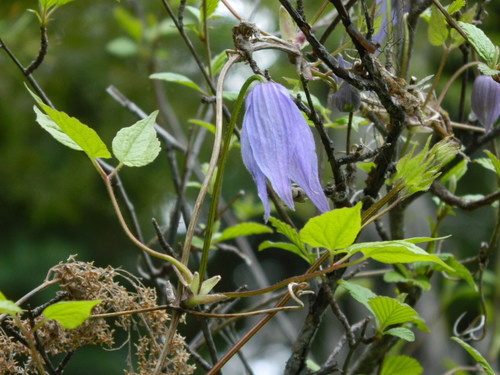 Purple Clematis