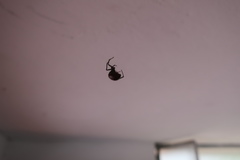 Araneae