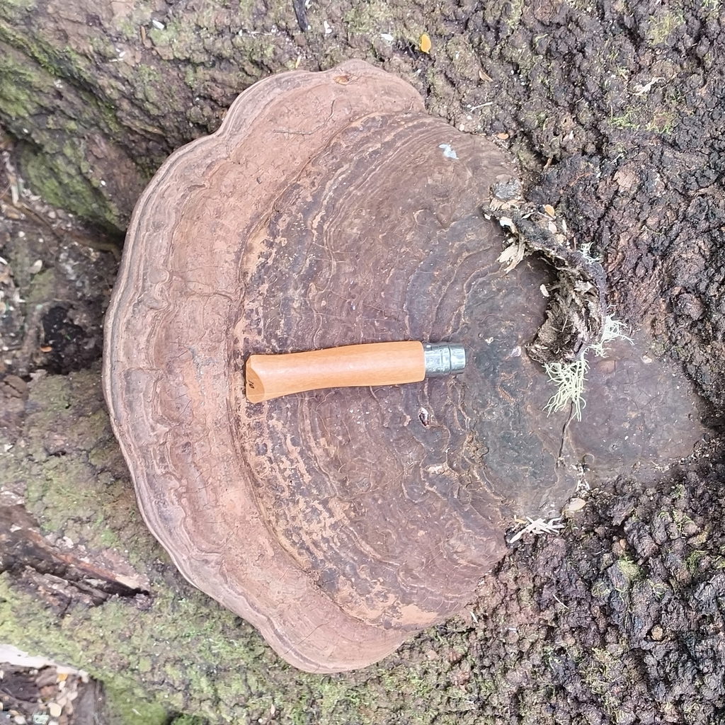Ganoderma · September 2025 · photo: © zedt (iNaturalist, cc-by)