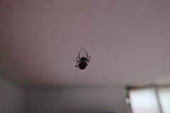 Araneae
