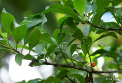 Coprosma rhynchocarpa