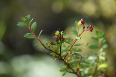 Hypericum calcicola