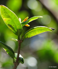 Alyxia stellata