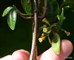 Alyxia stellata