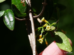 Alyxia stellata