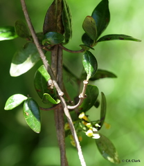 Alyxia stellata