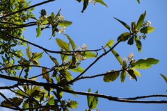 Saurauia madrensis