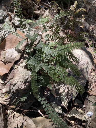 Rough maidenhair (Adiantum hispidulum)