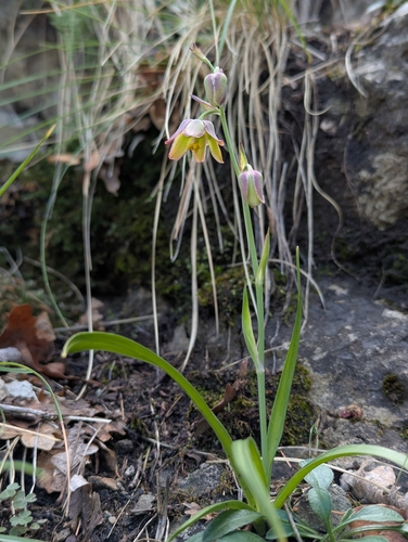 Anticlea mogollonensis