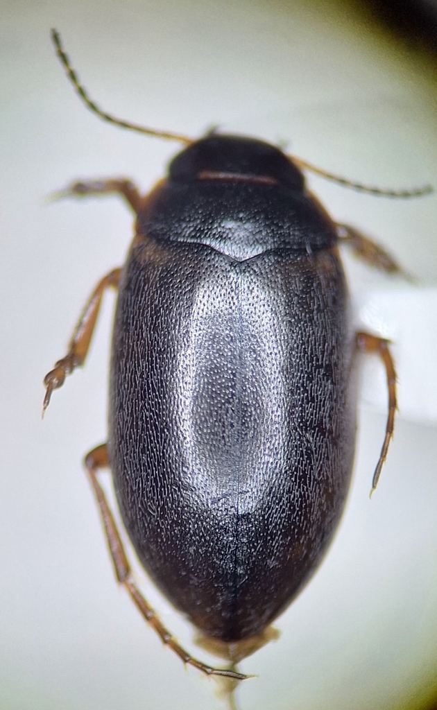 Hydroporus subpubescens