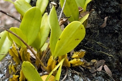 Bulbophyllum maximum, photograph (c) i_c_riddell, some rights reserved (CC BY)