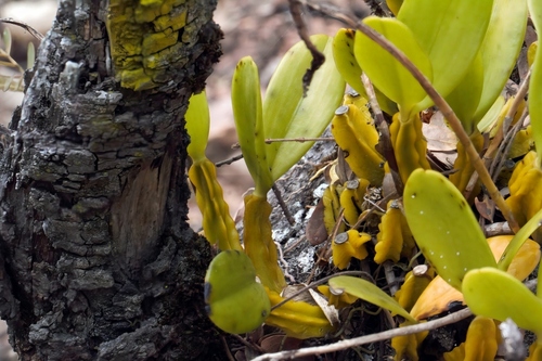 Bulbophyllum maximum, photograph 3