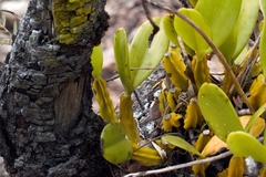 Bulbophyllum maximum, photograph (c) i_c_riddell, some rights reserved (CC BY)