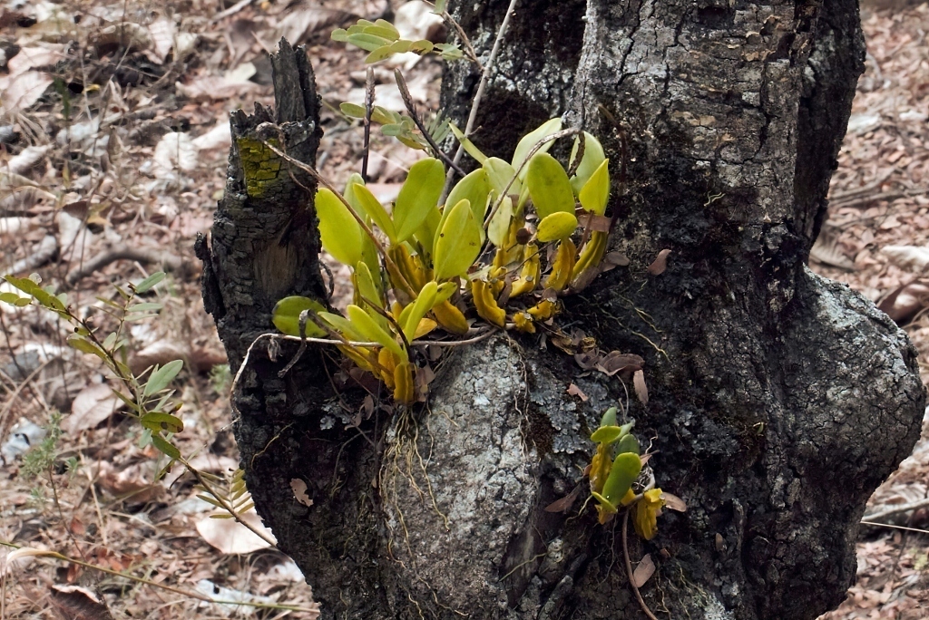 Bulbophyllum maximum