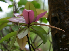 Myrsine lessertiana