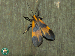 Lycomorphodes suspecta