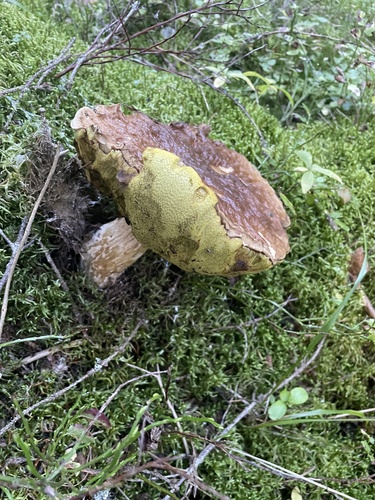Gemeiner Steinpilz