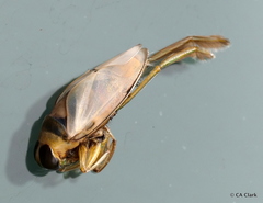 Notonecta indica