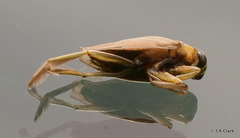 Notonecta indica
