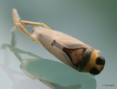 Notonecta indica