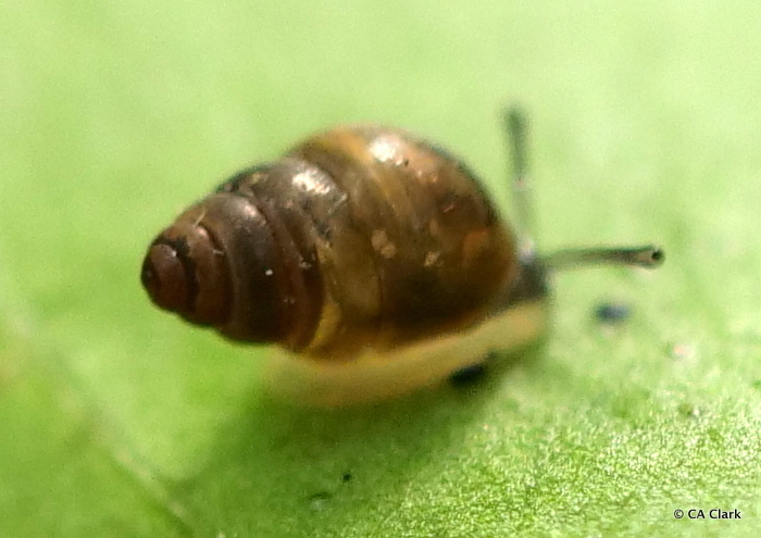 Tornatellininae