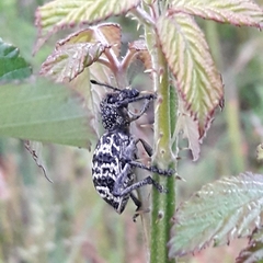 Aegorhinus superciliosus