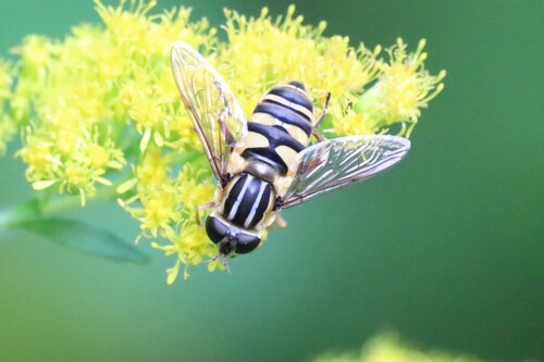 Unknown species found near Algoma District, ON, Canada