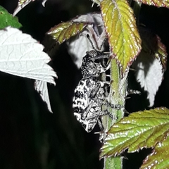 Aegorhinus superciliosus