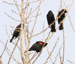 Agelaius phoeniceus californicus