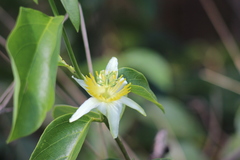 Passiflora mansoi