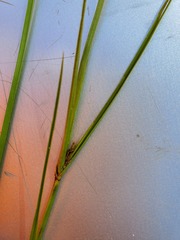 Cyperus compressus