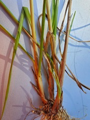 Cyperus compressus