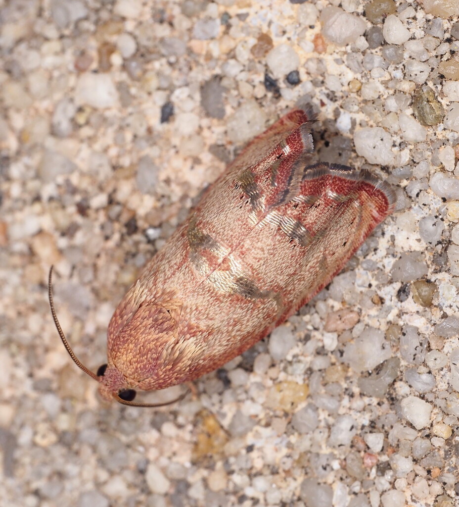 Filbertworm Moth (Cydia latiferreana)