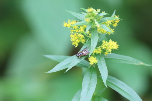 Unknown species found near Algoma District, ON, Canada