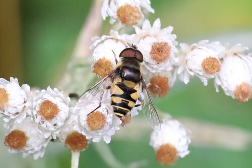 Unknown species found near Algoma District, ON, Canada