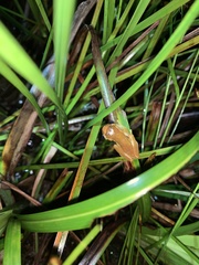 Dendropsophus bifurcus