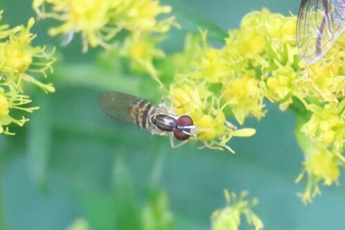 Unknown species found near Algoma District, ON, Canada