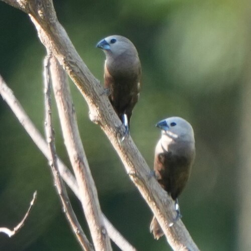 Grey-headed Mannikin (Lonchura caniceps), photo 3