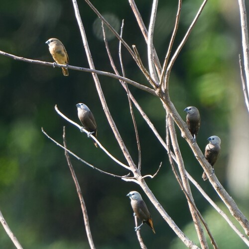 Grey-headed Mannikin (Lonchura caniceps), photo 2