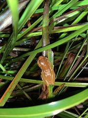 Dendropsophus bifurcus