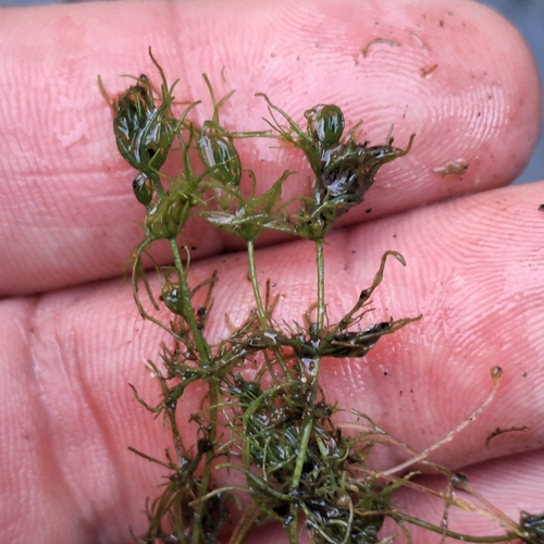 opposite stonewort (Chara contraria)