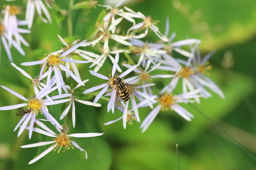 Unknown species found near Algoma District, ON, Canada