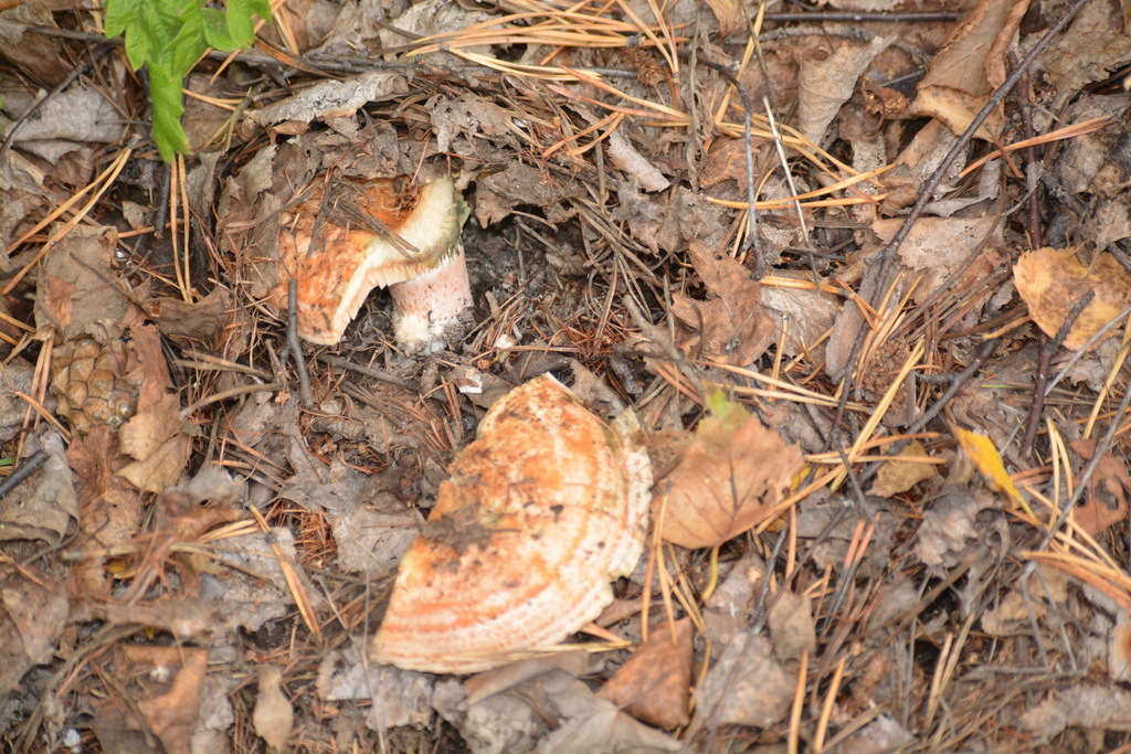 Lactarius deliciosus · September 2025 · photo: © ochirnima_nimaev (iNaturalist, cc-by)