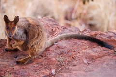 Rothschild's Rock-Wallaby photo 2