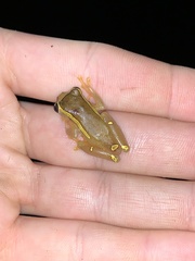 Dendropsophus bifurcus